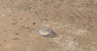 Mum issues Formby beach warning after she was 'suddenly surrounded'