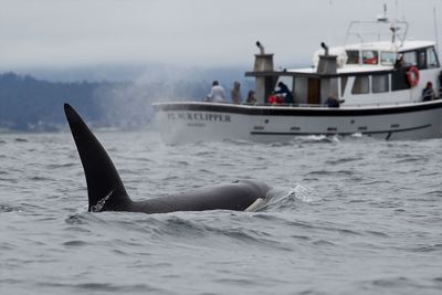 Are the attacking orcas bound to lose?