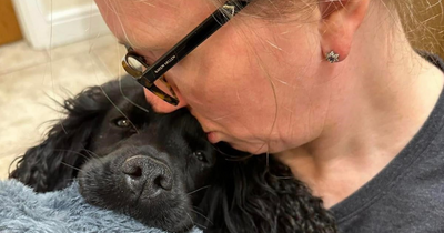 Dog which vanished found eight months later in back of ambulance 50 miles away