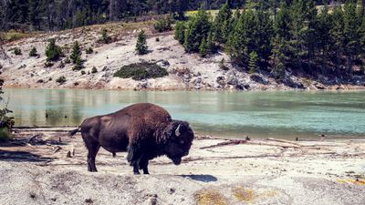 Clueless Yellowstone tourists use giant bison as a photo prop