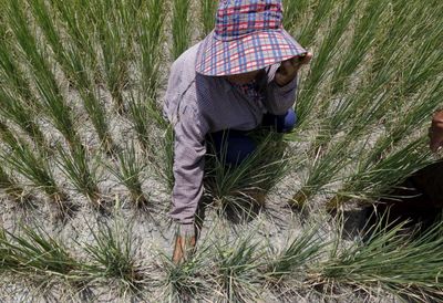 El Nino may hammer Asian farms