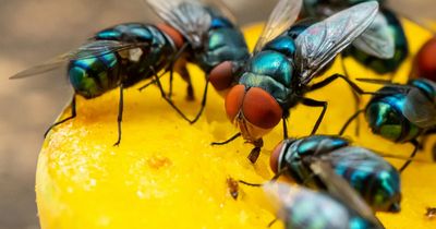 Easy way to get rid of flies as pest expert explains how to 'repel them instantly'