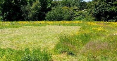 Family causes outrage by mowing a football pitch into a public wildflower meadow