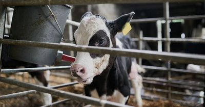 Department of Agriculture responds and says report 200,000 cattle to be cut over emissions 'not final policy'