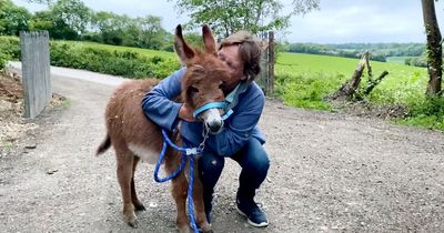Heartwarming moment stolen baby donkey is returned to farm where mum cried for her