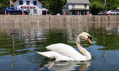 New York village’s cherished swan stolen and eaten by three teens