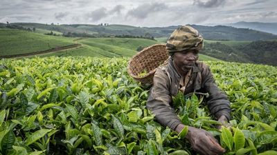 African countries agree major soil fertiliser deal to combat food crisis
