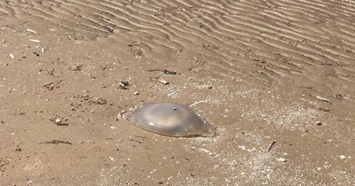 Mum's terrifying warning after being 'surrounded' by jellyfish on beach within minutes