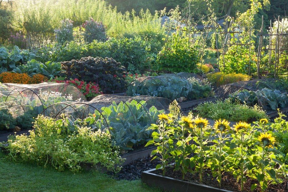 Kews Carbon Garden A Stunning Solution To A Global Problem - veiy9l3
