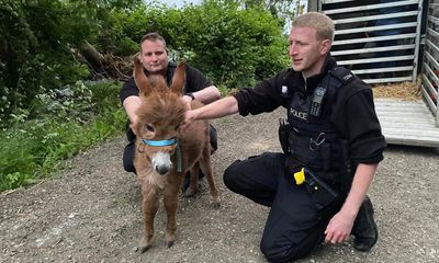 Moon the baby donkey missing for weeks is returned to Hampshire owners