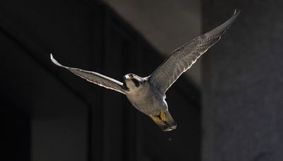 Dive-bombing falcon strikes Loop commuter: ‘It felt like a 16-inch softball’
