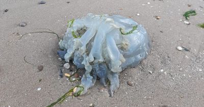 Swarms of jellyfish 'that can grow to size of dustbin lids' wash up on UK beach