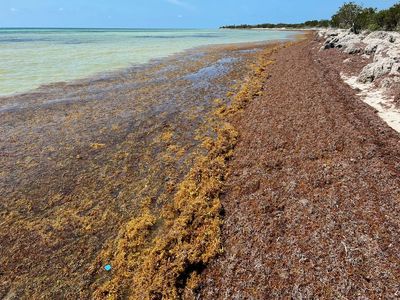 Flesh-eating bacteria found in seaweed on Florida beaches