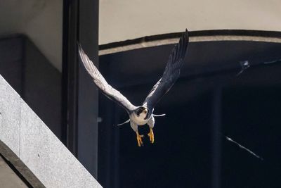 Peregrine falcons protecting chicks and dive-bombing Chicago pedestrians