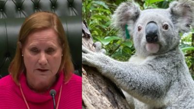 Independent MP Judy Hannan calls out Gilead development threatening koala habitat