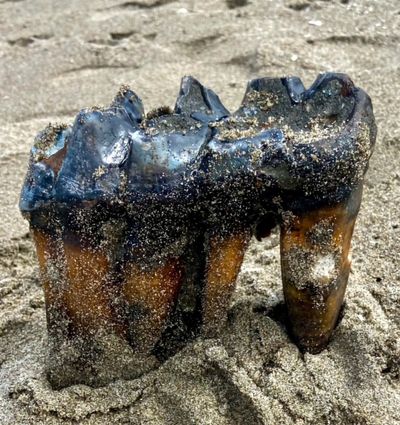 Woman walking on California beach finds ancient mastodon tooth