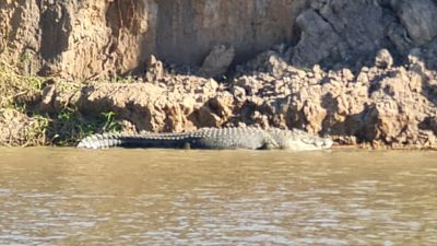 Large crocodile to be relocated from Fitzroy River water sports area near Rockhampton