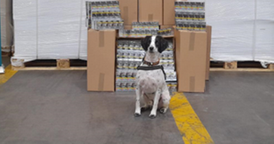 Detector dog sniffs out whopping 4.8 million cigarettes at Dublin Port