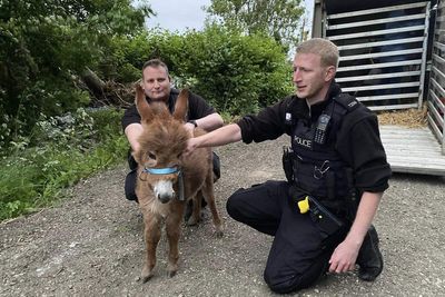 Two men arrested over theft of donkey foal Moon