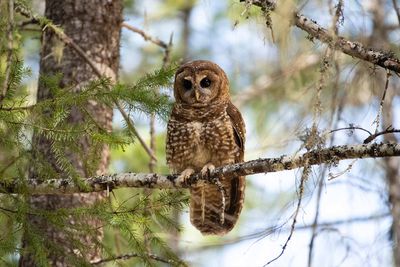 There’s Only One Spotted Owl Left in the Canadian Wild. Can She Be Saved?