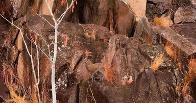 Only people with 'high brain power' can solve this testing antelope brain teaser