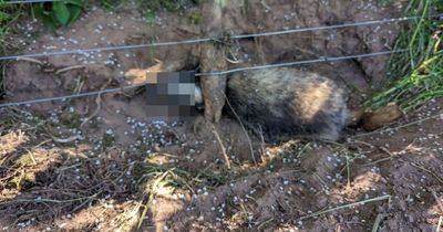 Badger cruelly killed in Northumberland after being caught in illegal snare