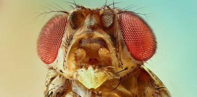 Speaking up for the annoying fruit fly