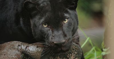 'Big cat' spotted by Westcountry driver in field near Bristol