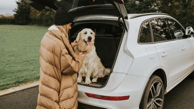 How to travel with a dog