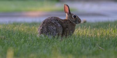 'Clubbing a bunny to death is very effective but it sure does look bad': the inside stories of urban animal control
