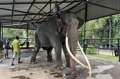 Sick elephant in Sri Lanka heading home