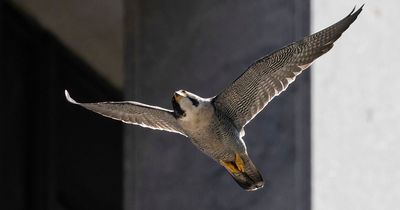 People forced to dive for cover as peregrine falcons attack as they walk to work