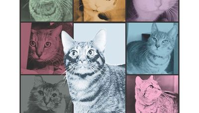 Anti-Cruelty Society offering $13 cat adoptions in honor of Taylor Swift’s Eras Tour