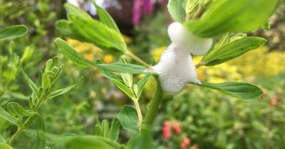 Do not touch warning as odd 'spittle' appears on plants in UK gardens this month