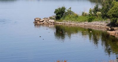 Urgent vet warning as four family dogs die after walk at popular Fermanagh lough