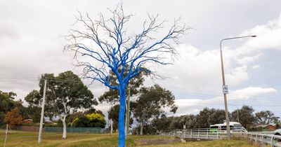 Have you see the blue tree of Hindmarsh Drive?