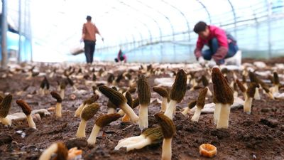 How One ‘The Bachelorette’ Contestant Transformed A Mushroom Farming Startup Into A $100M Per Year Gardening Empire