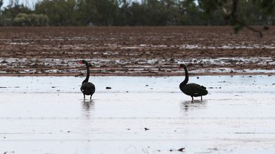 Forecast rain a welcome relief for farmers after bureau's grim June outlook