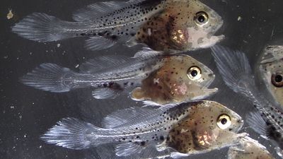 Humpty Doo barramundi farm trials black jewfish in world first for aquaculture