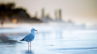 Seagulls are declining in birdwatching surveys — have we hit 'peak gull' or are they hiding in plain sight?