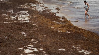 Does the giant blob of seaweed headed to Florida really contain 'flesh-eating' bacteria?