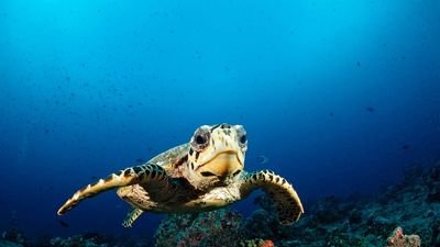 Panama grants legal rights to sea turtles, boosting 'rights of nature' movement