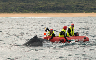 Rescue workers tackle a whale of a job off Port Kembla