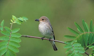 Country diary: Birdsong fills the farm – and suddenly I know what it all is
