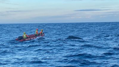 Young baby humpback whale free after 'complex' operation off Wollongong coast