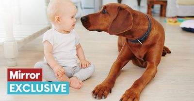 Dog training specialist dispels myth that some breeds are 'good around children'