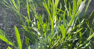 The weird froth appearing on garden plants this month people are warned not to touch
