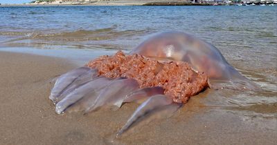 'Imagine if the kids saw' monster jellyfish washed up on beach