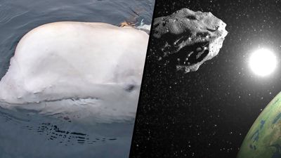 Science news this week: A quasi-moon and a lonely spy whale