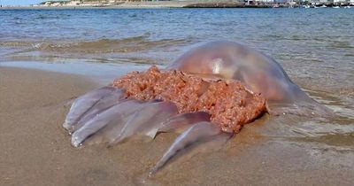 Monster jellyfish washes up on a popular beach in front of top resort